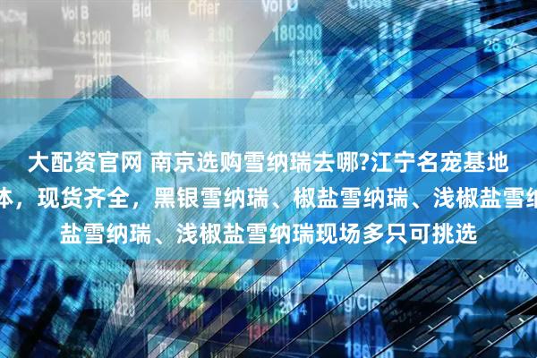 大配资官网 南京选购雪纳瑞去哪?江宁名宠基地小体、小标体、标体，现货齐全，黑银雪纳瑞、椒盐雪纳瑞、浅椒盐雪纳瑞现场多只可挑选
